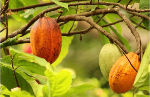 Climate change puts African cocoa production under pressure