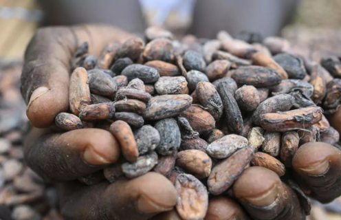 Ghana increases cocoa prices by 45% to curb smuggling