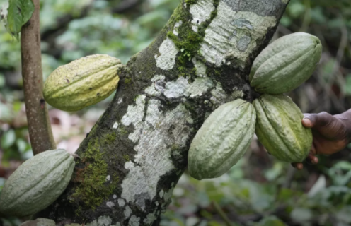 Ivory Coast: Rising cocoa farmgate price fails to convince